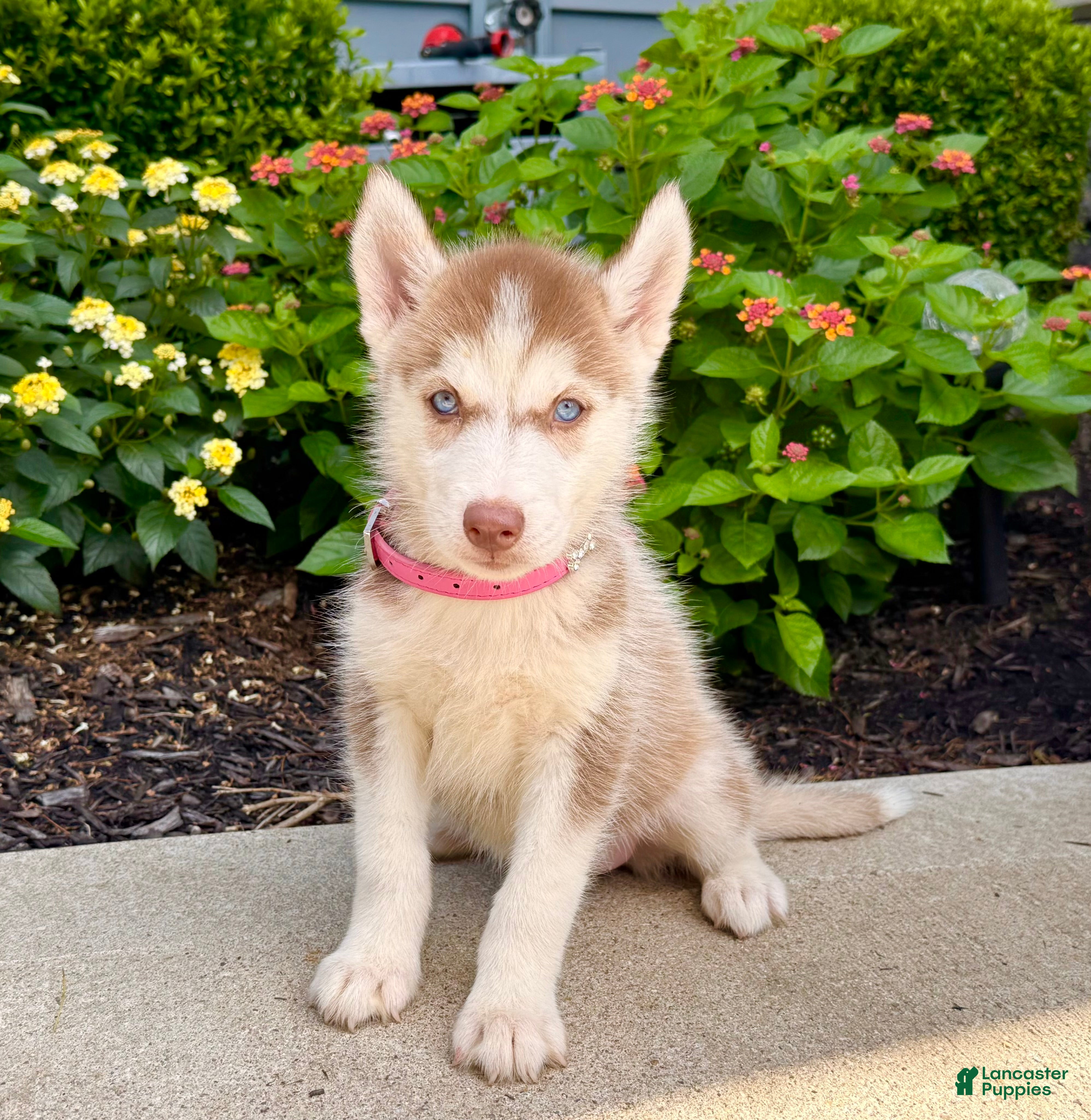 Siberian Husky dogs Haddie - Ad 1