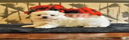 Maltese dogs for sale: Amy - Ad 4
