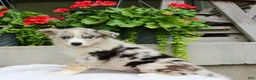 Mixed Breed dogs for sale: Lily - Ad 3