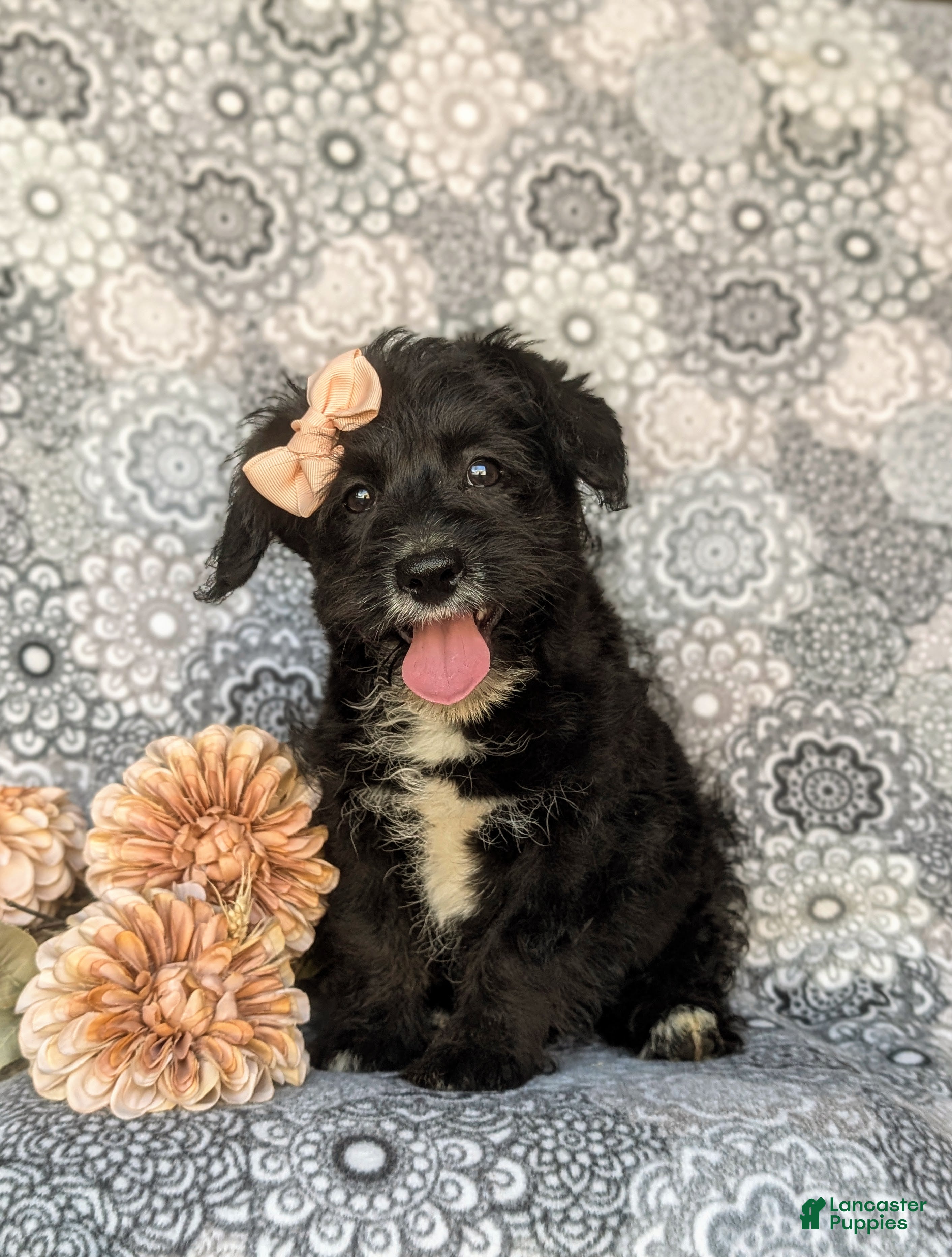 Corgipoo dogs Joceline - Ad 1