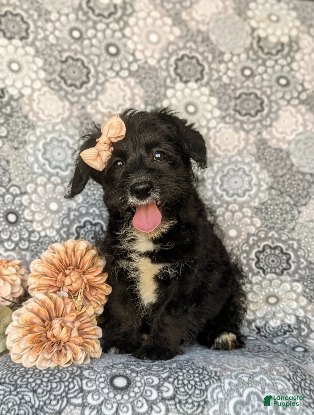 Corgipoo dogs for sale: Joceline - Ad 1