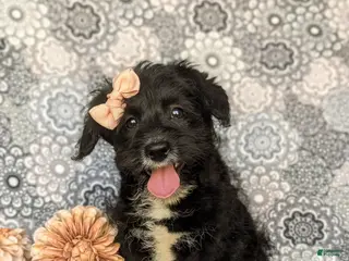 Corgipoo dogs for sale: Joceline - Ad 1