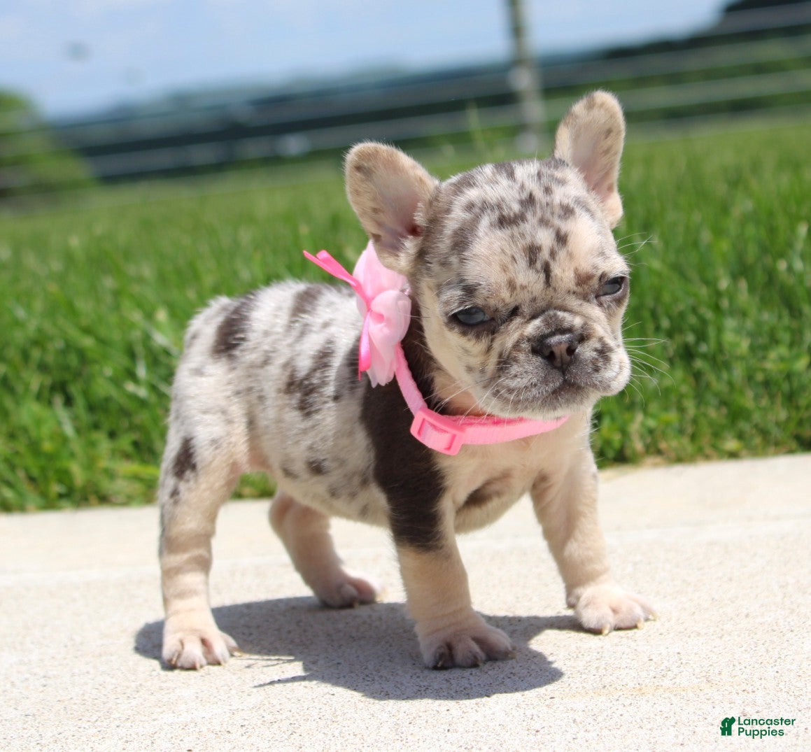 French Bulldog dogs Bonnie - Ad 1