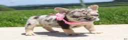 French Bulldog dogs for sale: Bonnie - Ad 1