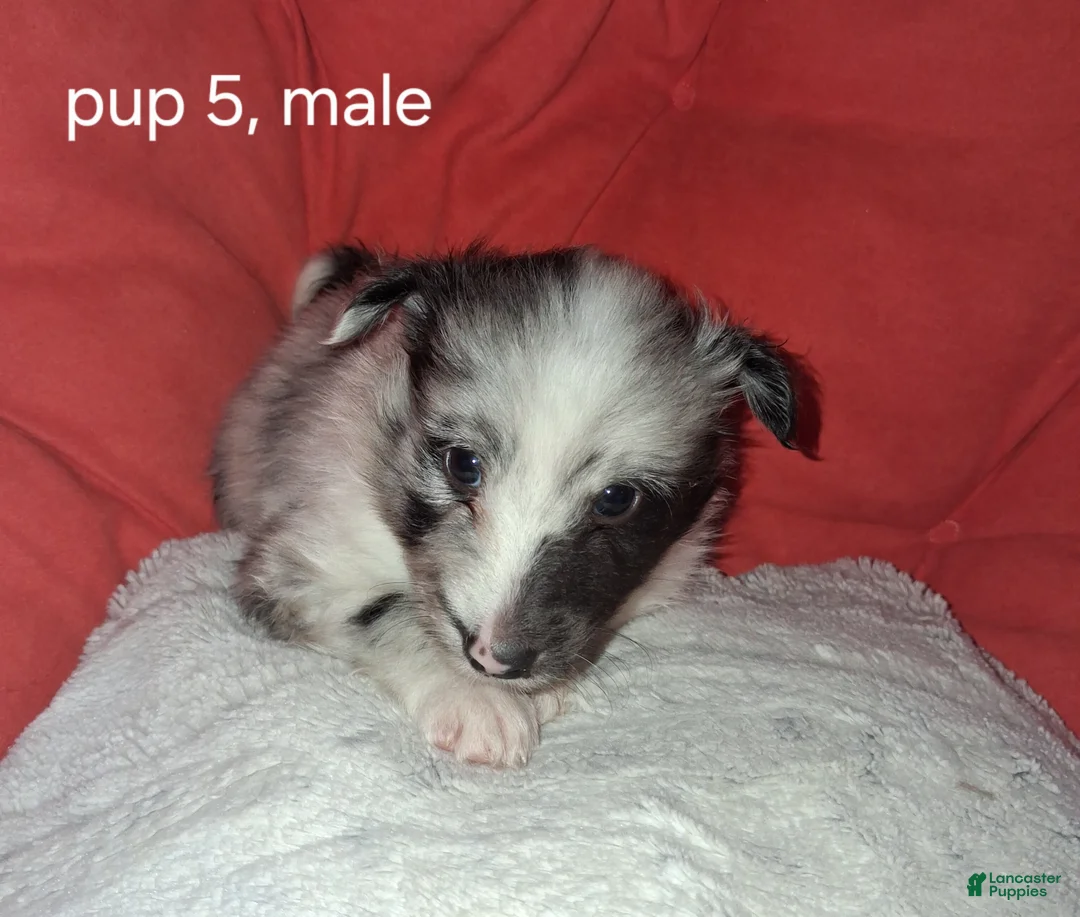 Shetland Sheepdog dogs for sale: Shetland Sheepdog Puppy 3 - Ad 2