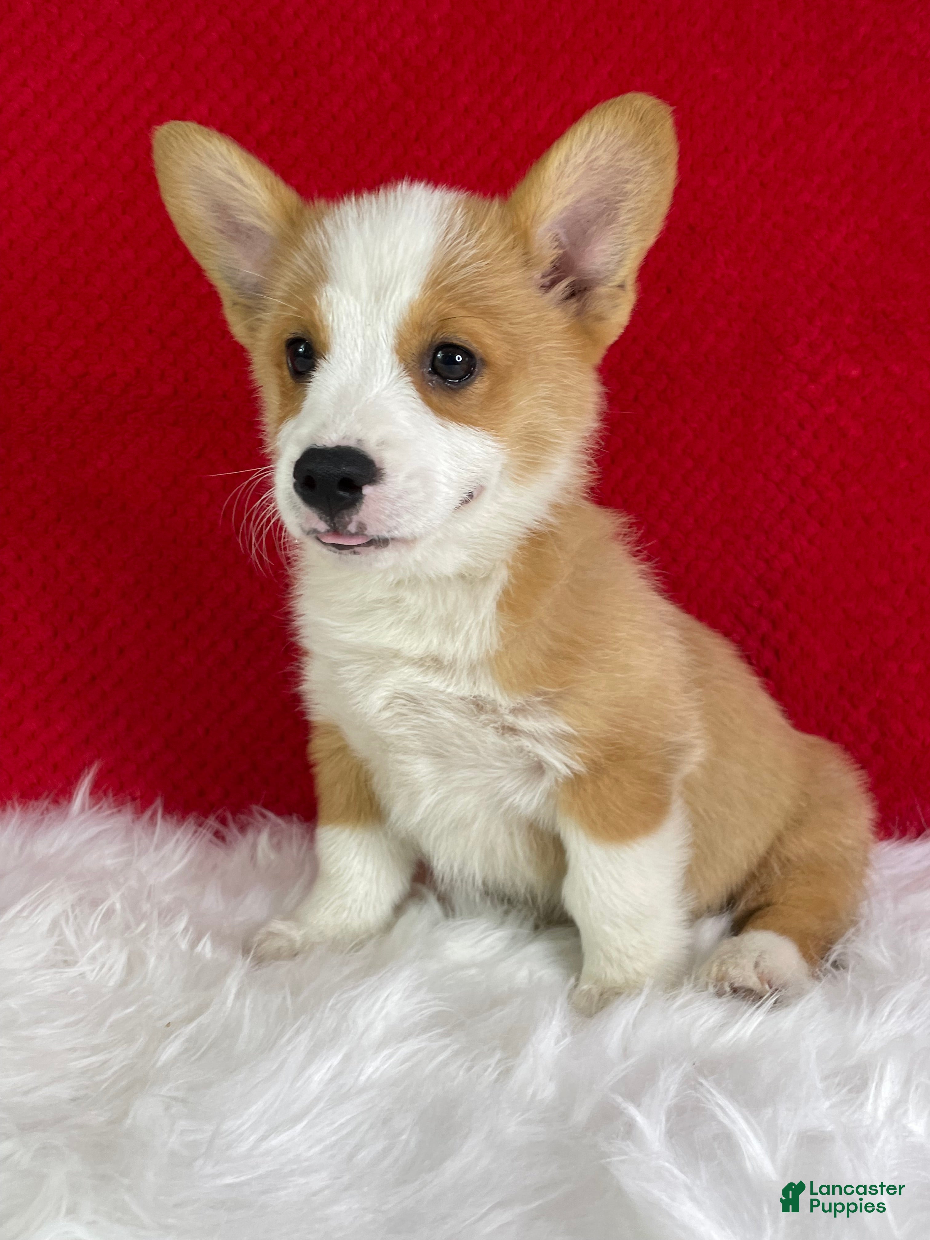 Welsh Corgi Pembroke dogs Ollie - Ad 2