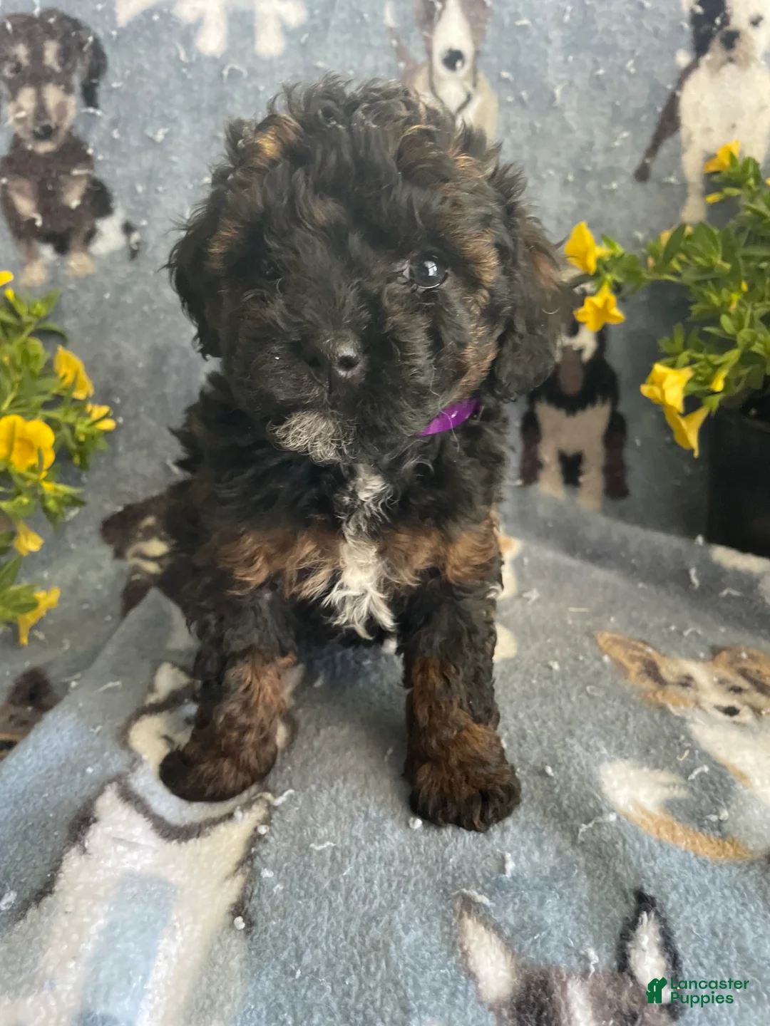 Toy Poodle dogs for sale: Freida - Ad 2
