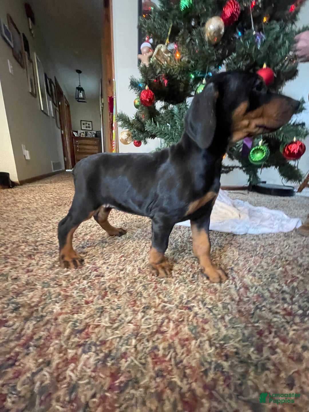 French Bulldog dogs for sale: Snail - Ad 28