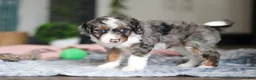 Mini Bernedoodle dogs for sale: Dylan - Ad 8