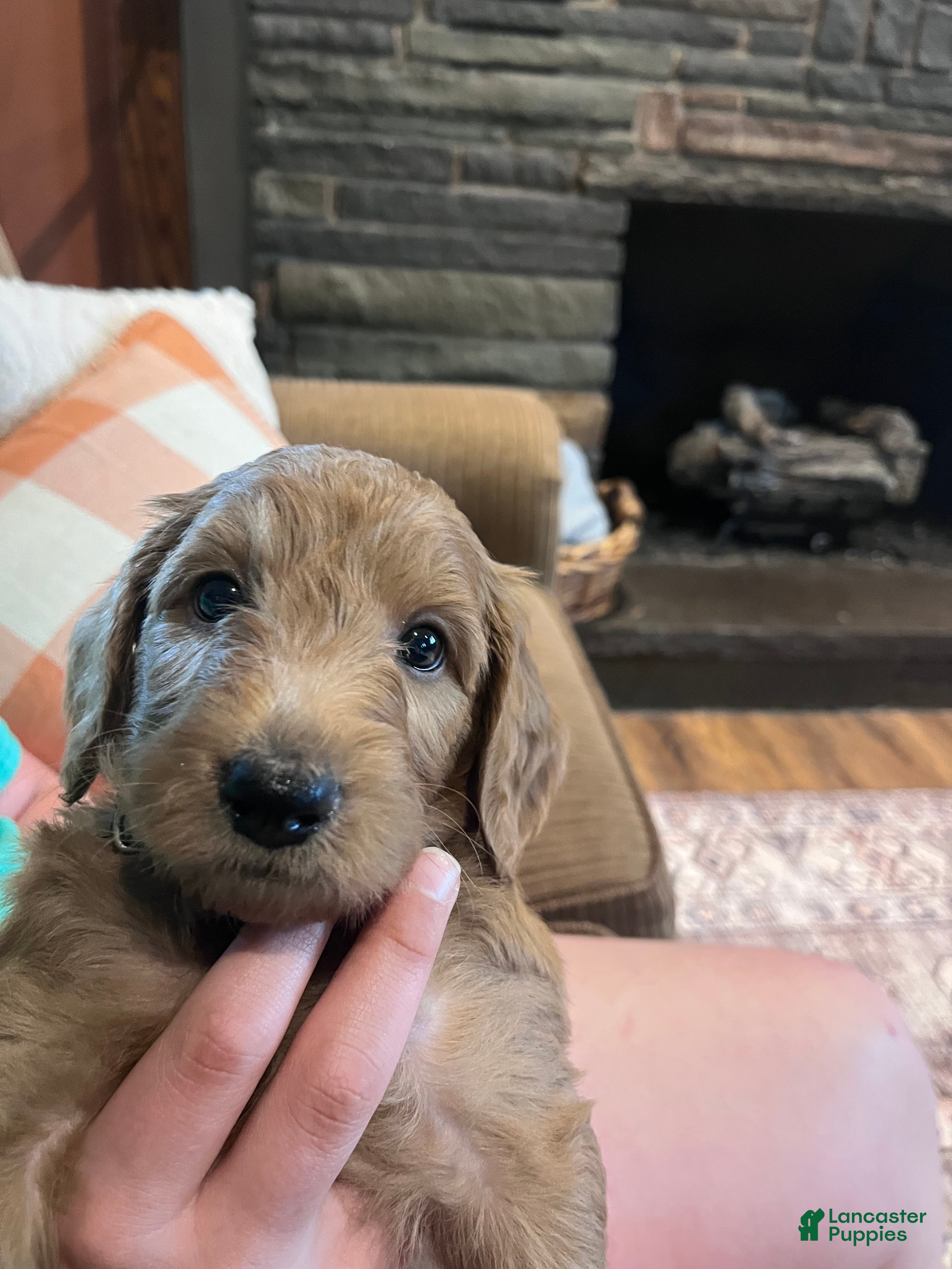 Irish Doodle dogs Black Collar - “Kane” - Ad 1