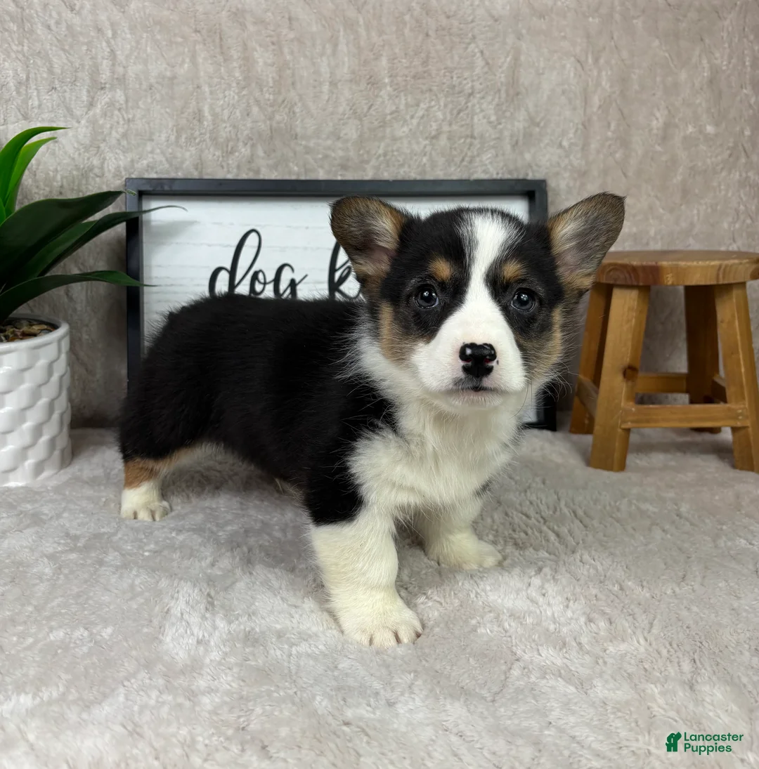 Welsh Corgi Pembroke dogs for sale: Paxton - Ad 2