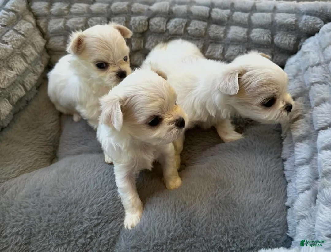 Maltese dogs for sale: Korean Ashton - Ad 2