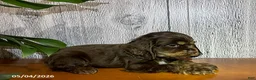 Cocker Spaniel dogs for sale: Ashley - Ad 3