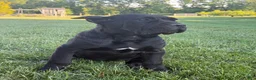 Cane Corso dogs for sale: Cane Corso 1 - Ad 2