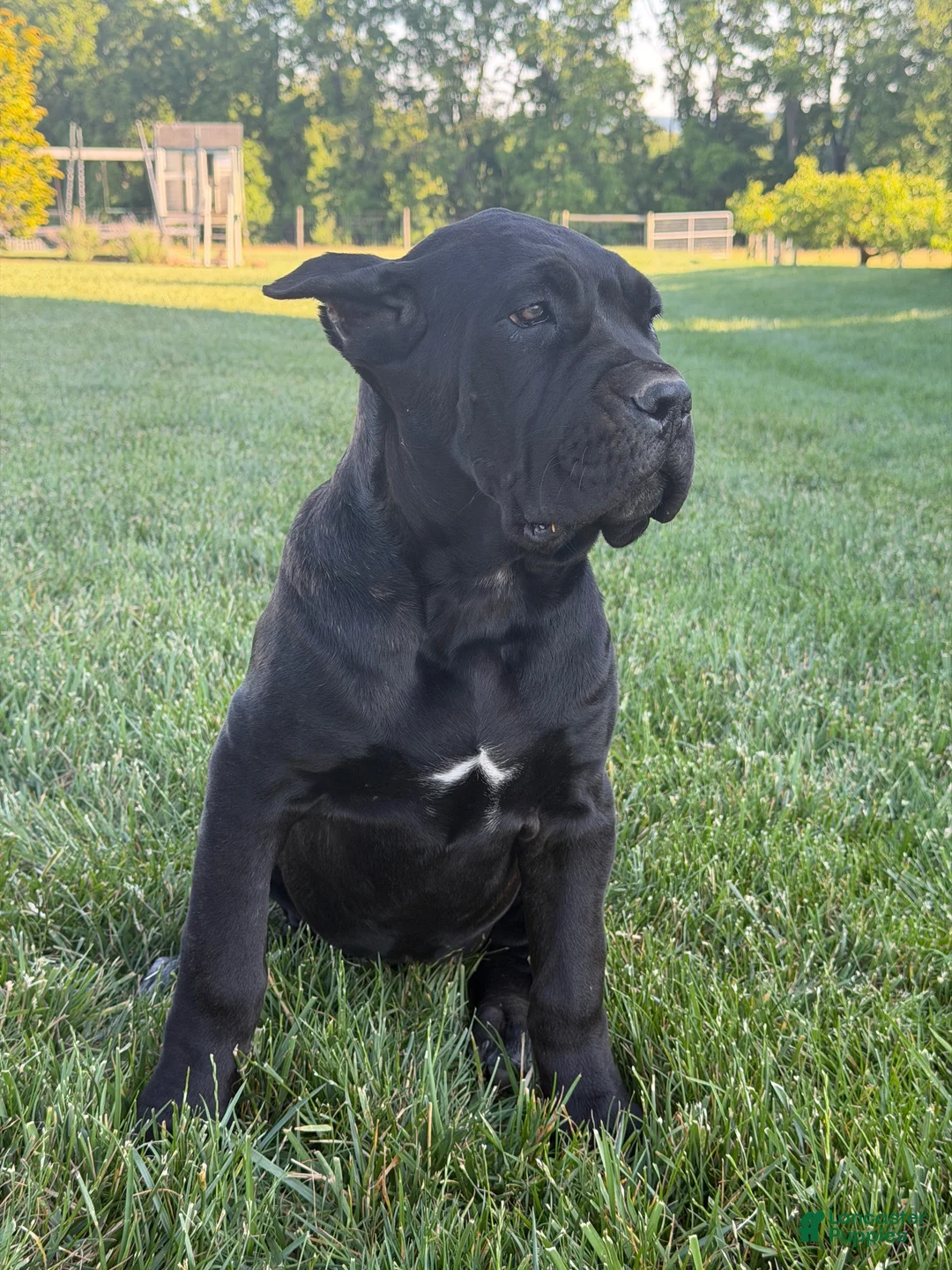 Cane Corso dogs for sale: Cane Corso 1 - Ad 2