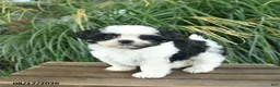 Mixed Breed dogs for sale: Merry  - Ad 4
