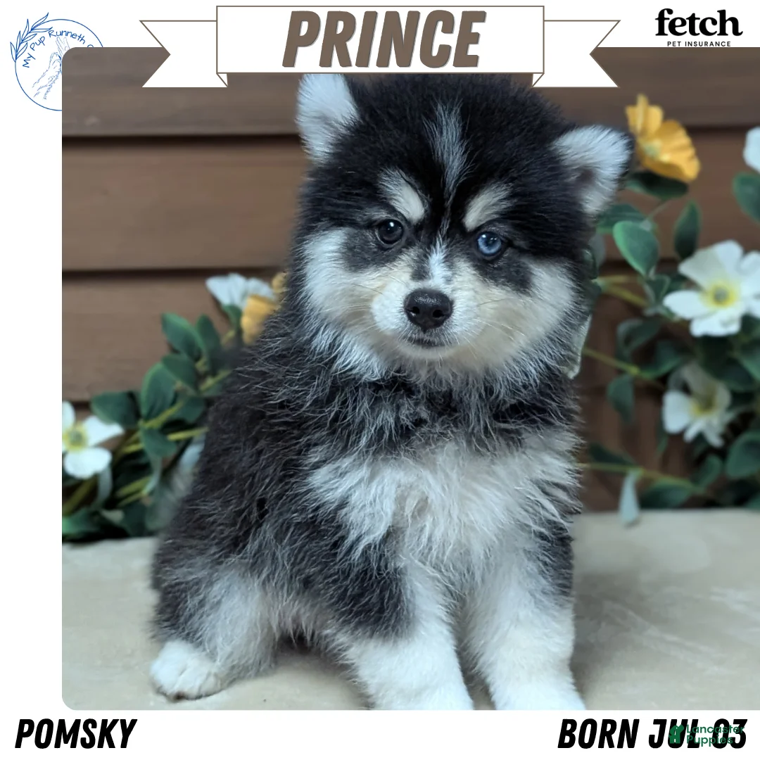 Pomsky dogs for sale: Prince - Ad 1