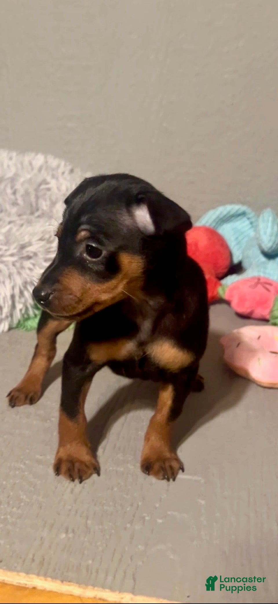 Miniature Pinscher dogs Blaze - Ad 1