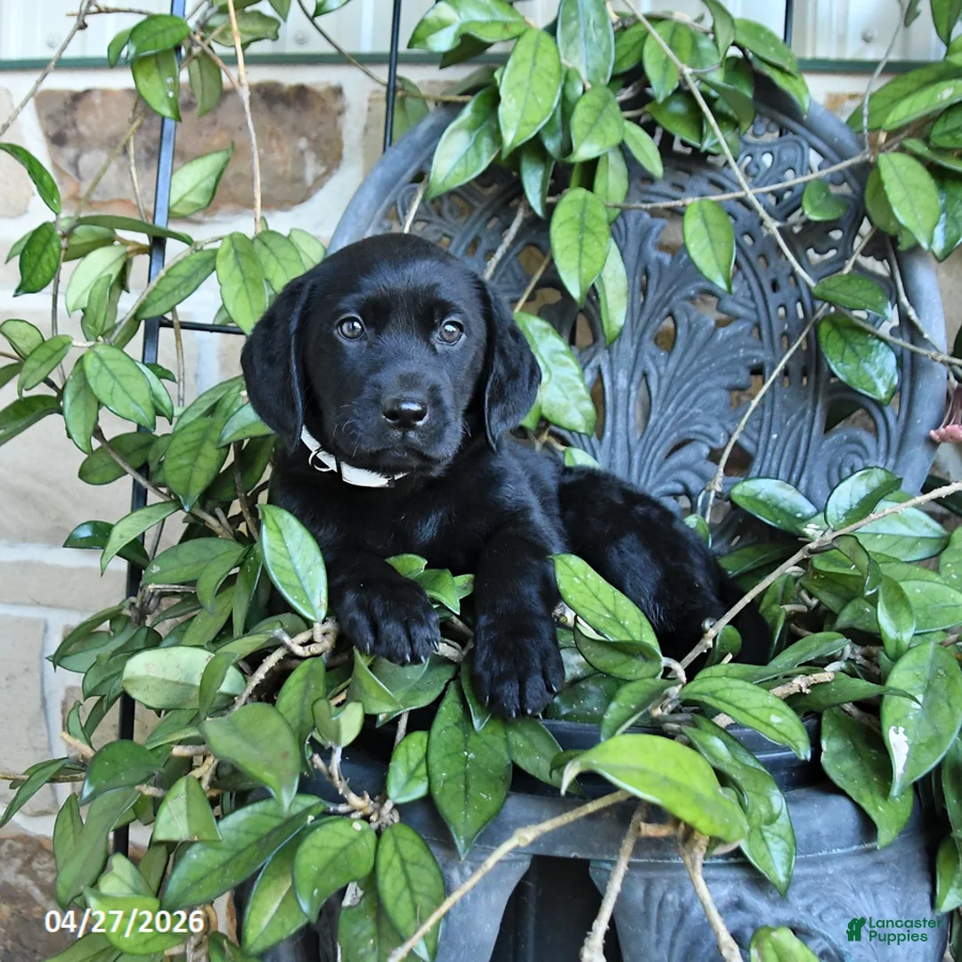 Labrador Retriever dogs for sale: Maya - Ad 3