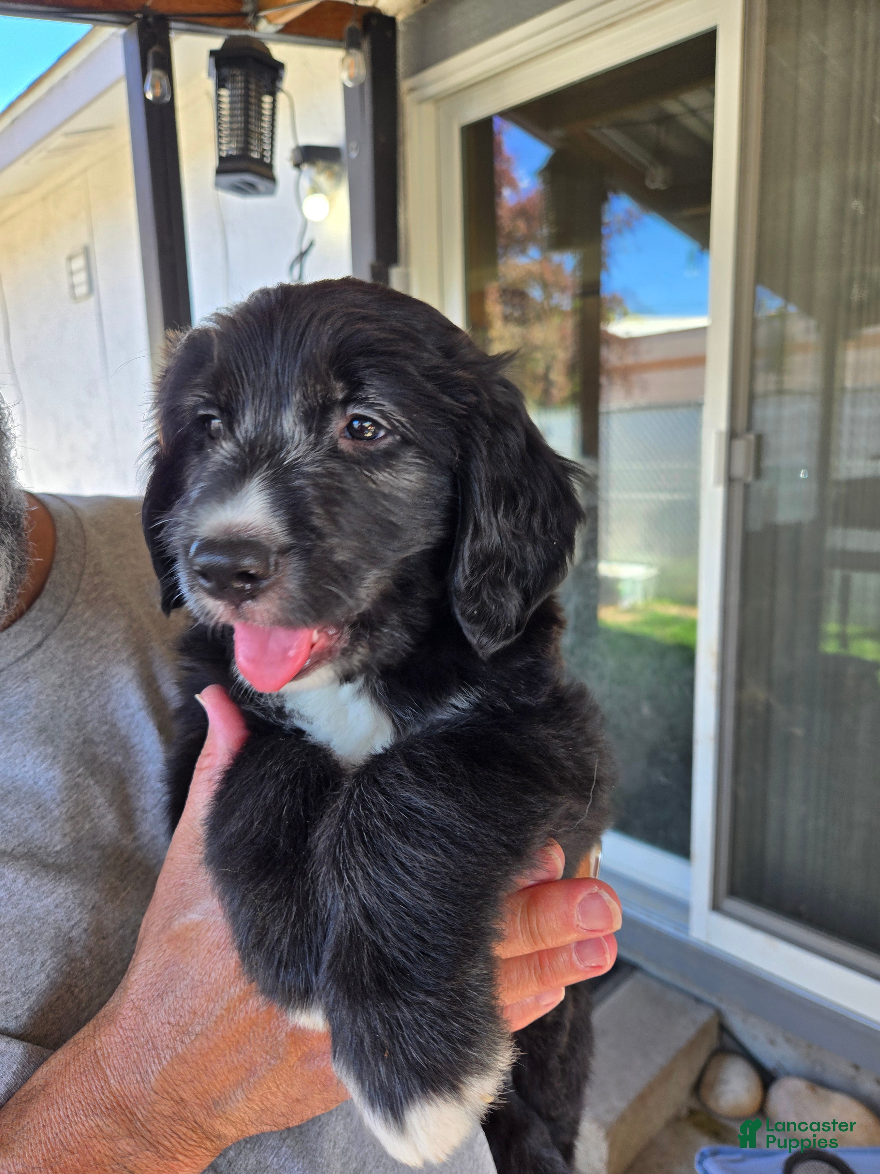 Mixed Breed dogs Blaze - Ad 37