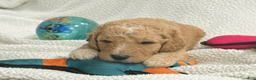 Goldendoodle dogs for sale: Blue - Ad 3