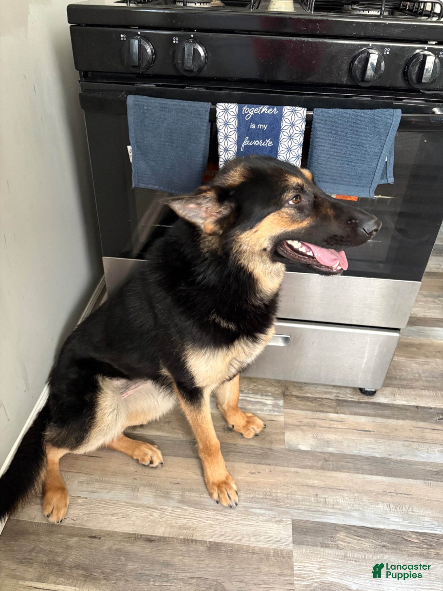 German Shepherd dogs German Shepherd Puppy 1 - Ad 27