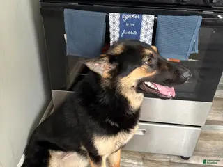 German Shepherd dogs German Shepherd Puppy 1 - Ad 27