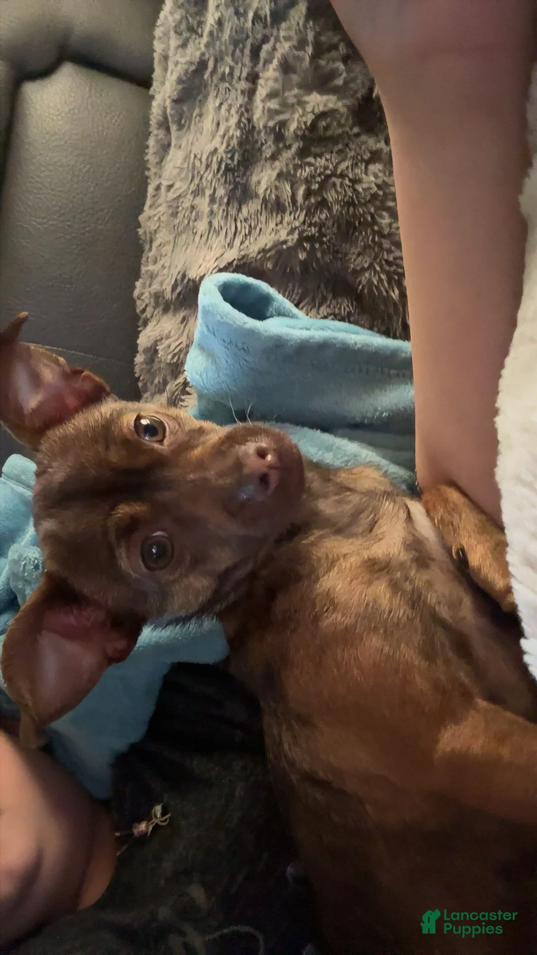 Chihuahua dogs for sale: Chihuahua Puppy 1 - Ad 4