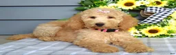 Goldendoodle dogs for sale: Jenna  - Ad 4