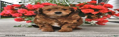 Tootsie