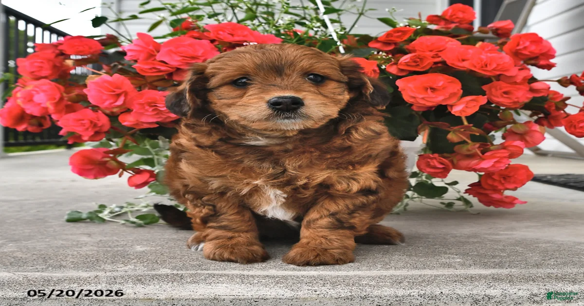 P.celso oc pup ① Zinnia Mini Sheepadoodle for sale in Sugarcreek | Lancaster Puppies