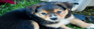 Miniature Australian Shepherd 2
