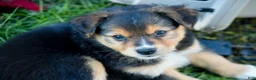 Miniature Australian Shepherd dogs for sale: Miniature Australian Shepherd 2 - Ad 1