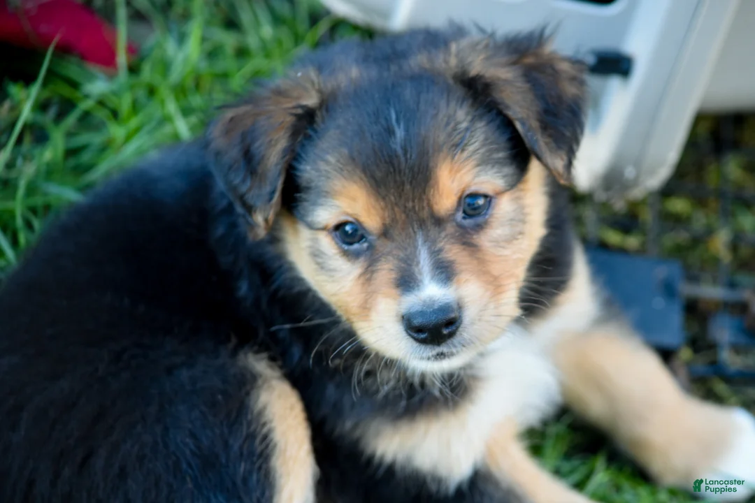 Miniature Australian Shepherd dogs for sale: Miniature Australian Shepherd 2 - Ad 1