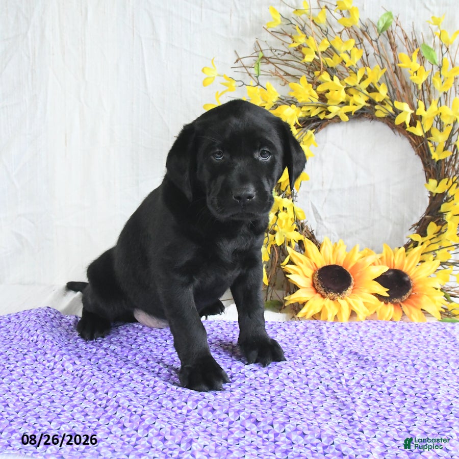 Labrador Retriever dogs Koni - Ad 1