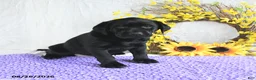 Labrador Retriever dogs for sale: Koni - Ad 1
