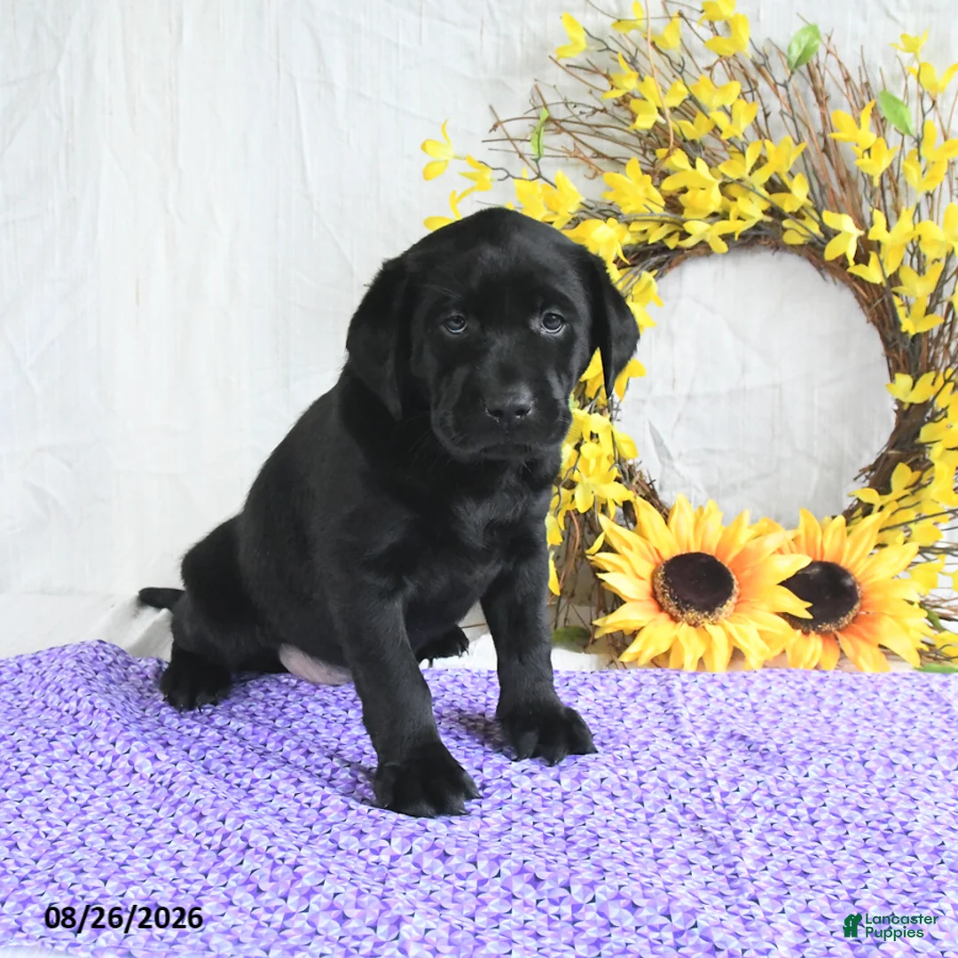 Labrador Retriever dogs for sale: Koni - Ad 1