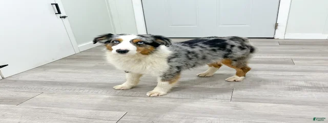 Buddy