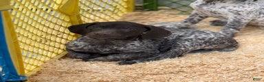 German Shorthaired Pointer Puppy 5