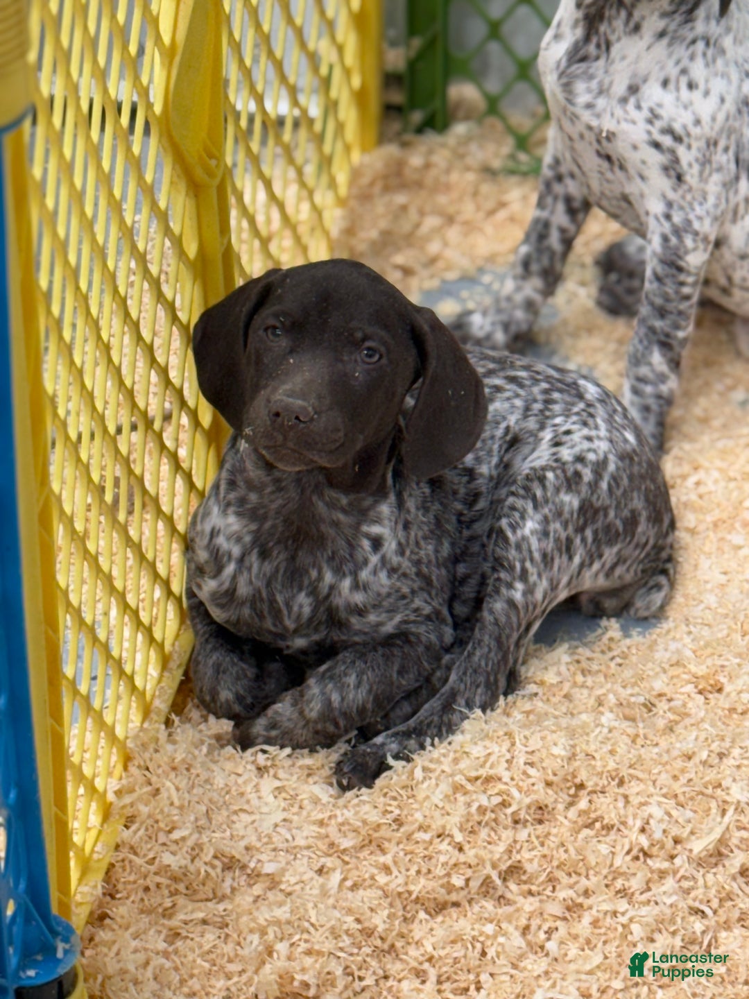 German Shorthaired Pointer dogs for sale: German Shorthaired Pointer Puppy 5 - Ad 1