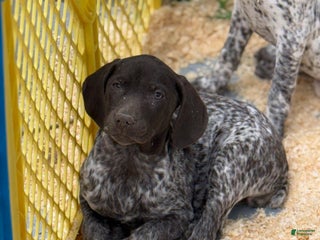 German Shorthaired Pointer dogs German Shorthaired Pointer Puppy 5 - Ad 30