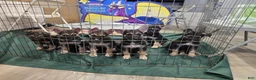 German Shepherd dogs for sale: German Shepherd Puppy 1 - Ad 7
