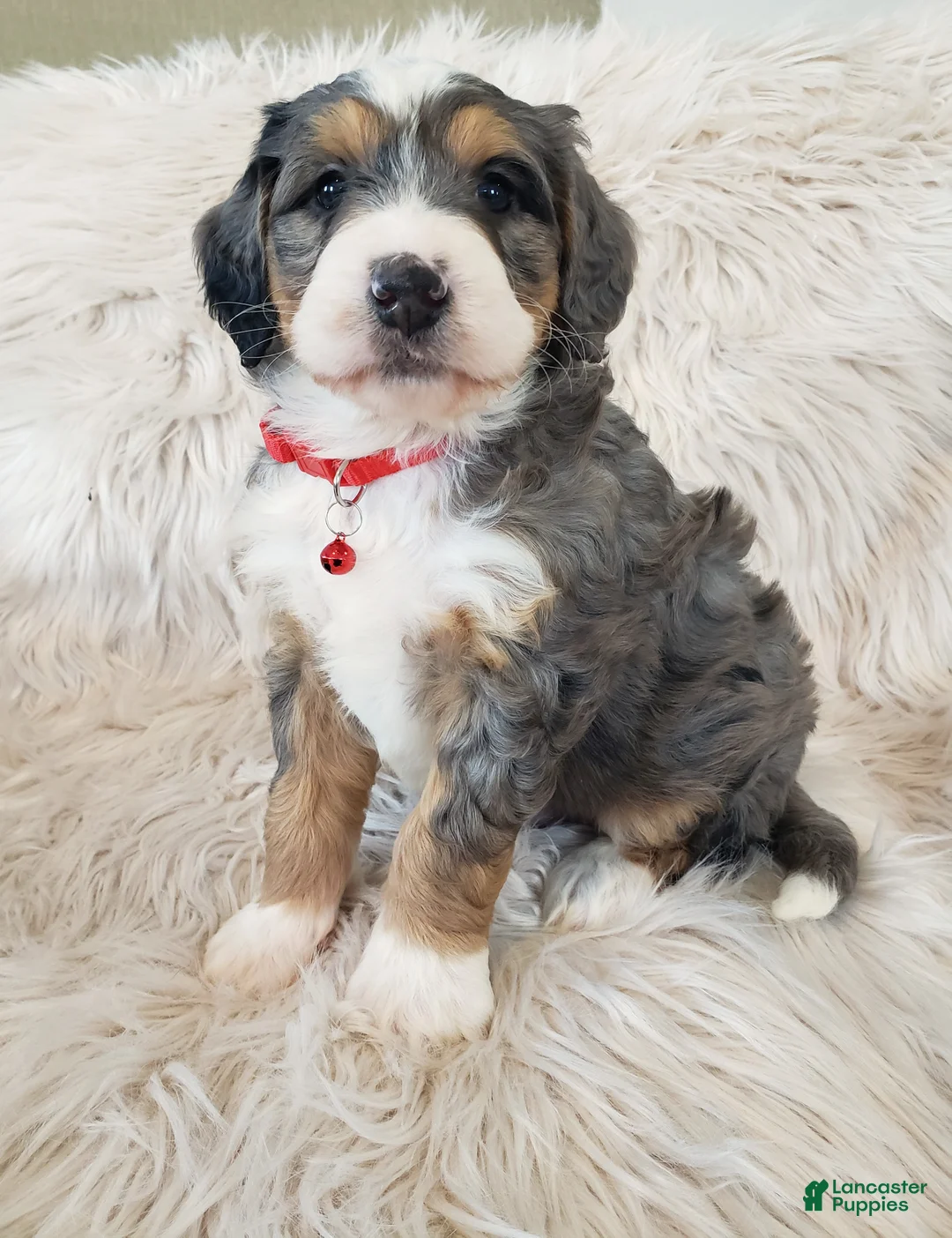 Mini Bernedoodle dogs for sale: Royal - Ad 7