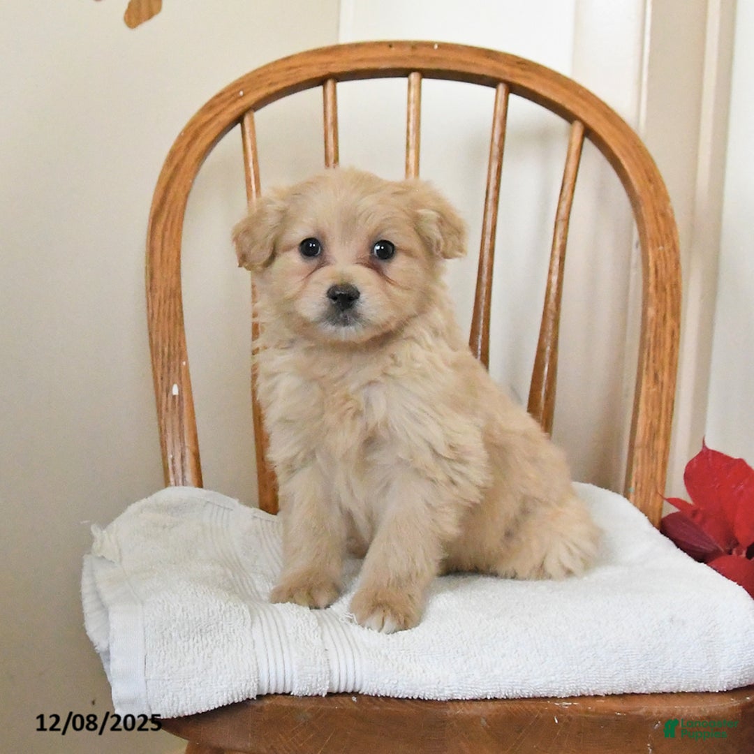 Pomapoo dogs for sale: Scooter - Ad 1