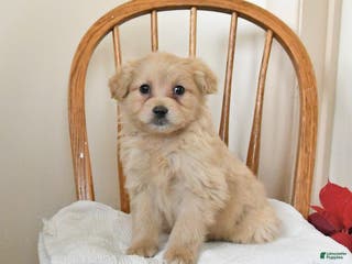 Pomapoo dogs Scooter - Ad 7