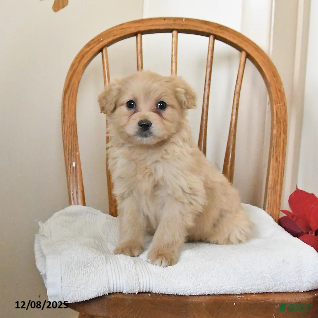 Pomapoo dogs for sale: Scooter - Ad 1