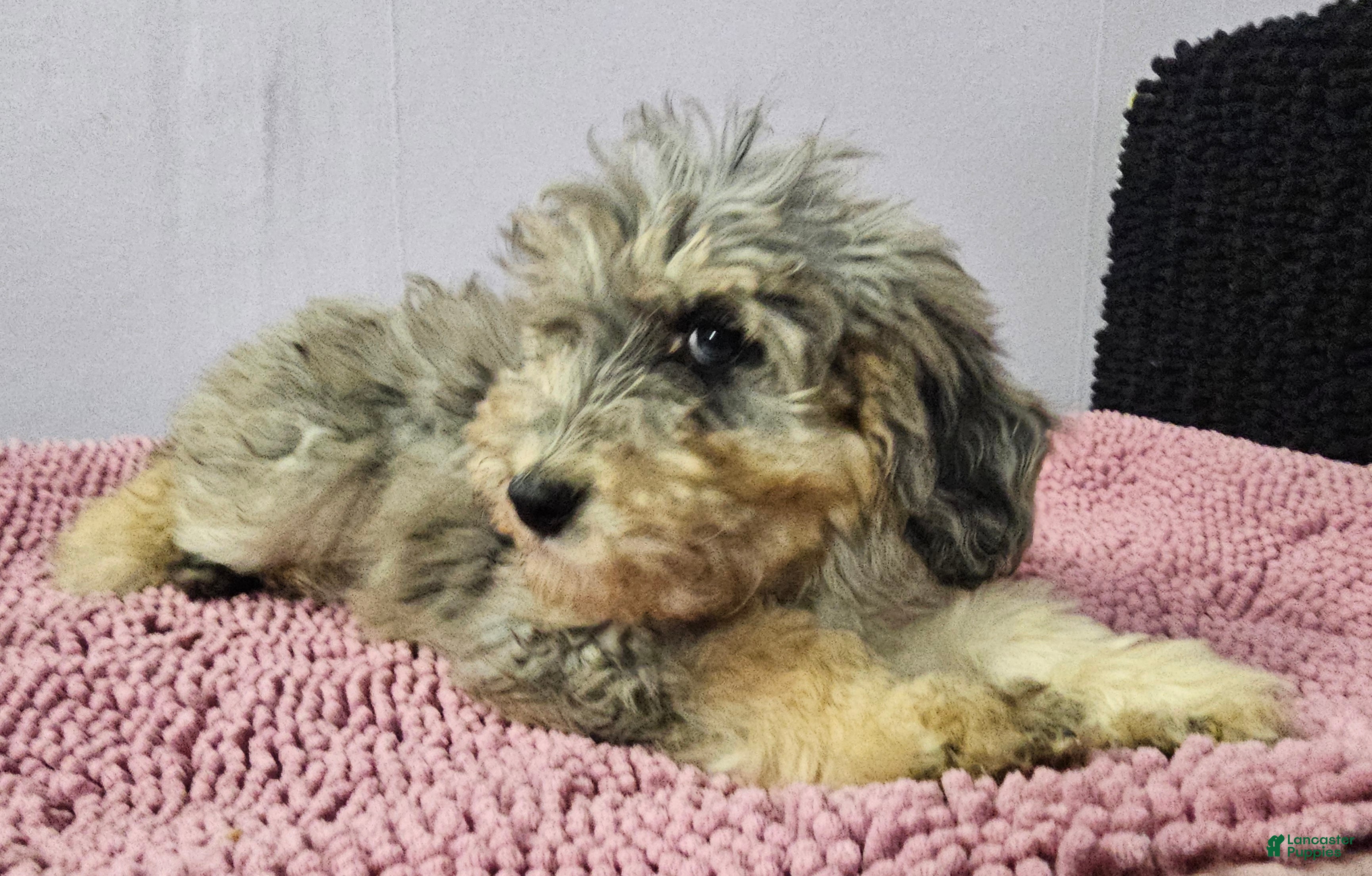 Sheepadoodle dogs Purple collar girl Sheepadoodle  - Ad 19