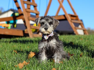 Miniature Schnauzer dogs - Ad 28