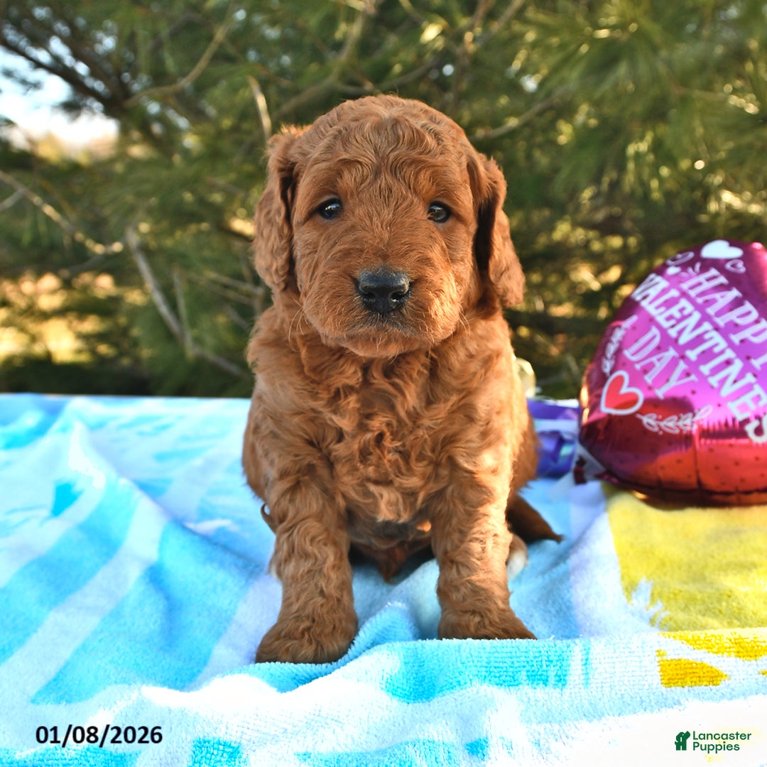 Mini Goldendoodle dogs for sale: Otis - Ad 1