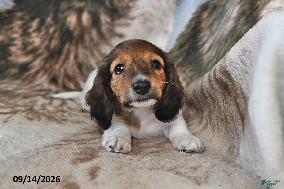 Miniature Dachshund dogs Teddy - Ad 2
